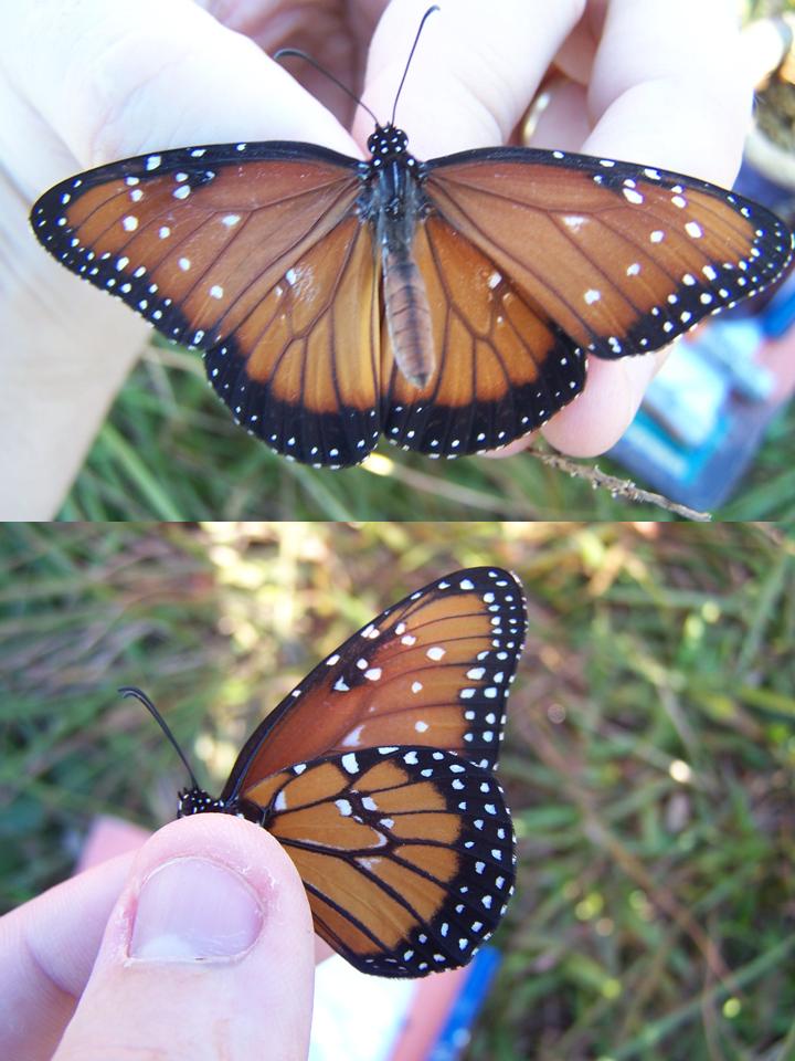 FIGURE 9 FIGURE 9
